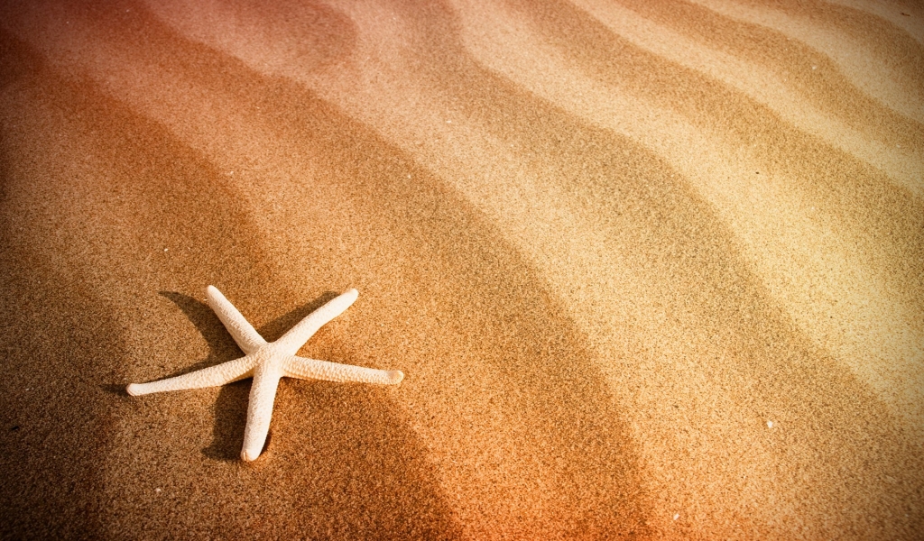 Starfish and Sand for 1024 x 600 widescreen resolution