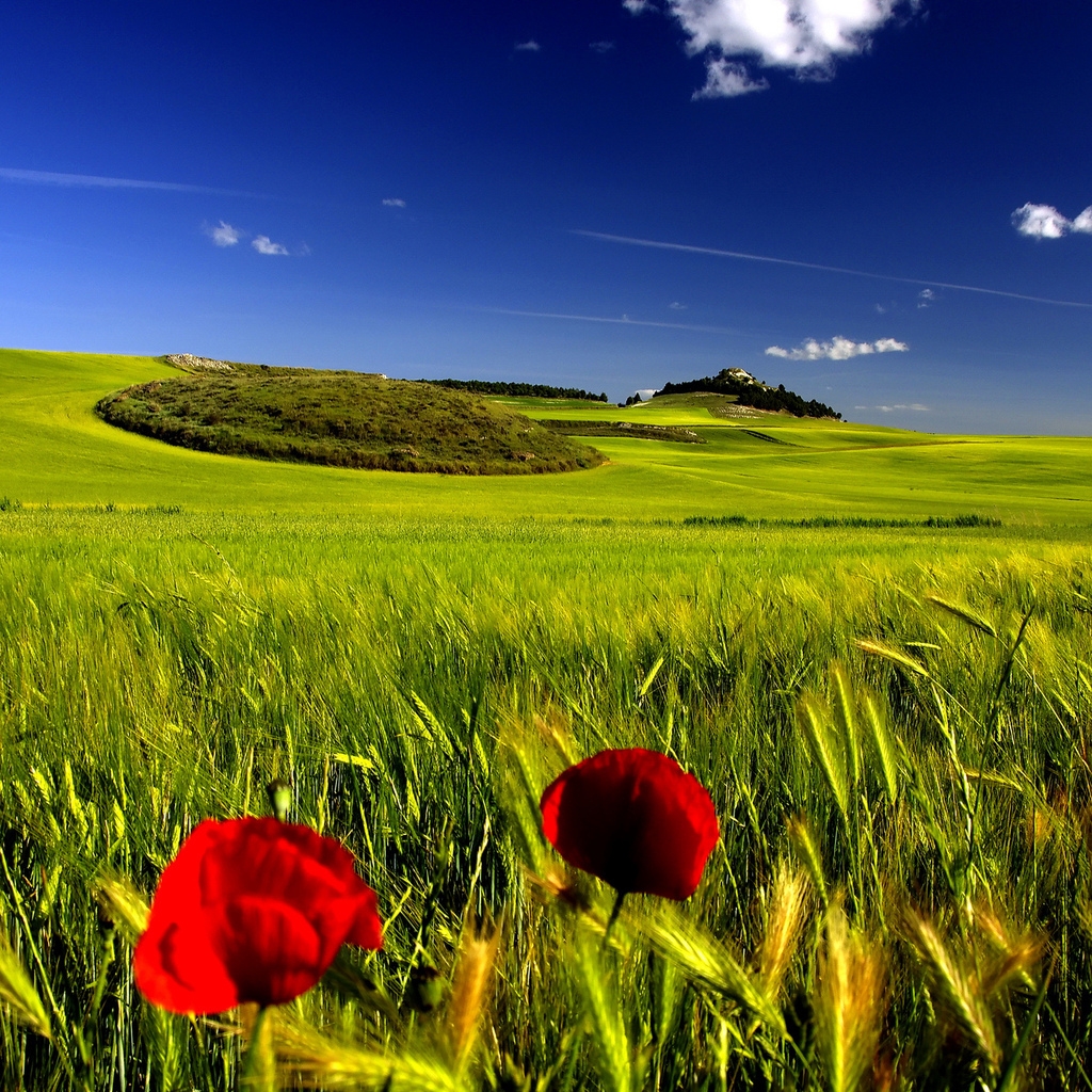 Stunning Green Landscape for 1024 x 1024 iPad resolution