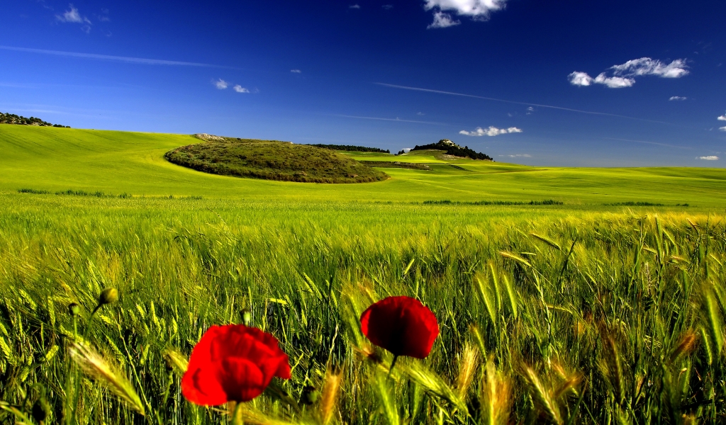 Stunning Green Landscape for 1024 x 600 widescreen resolution