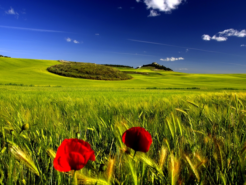 Stunning Green Landscape for 1024 x 768 resolution