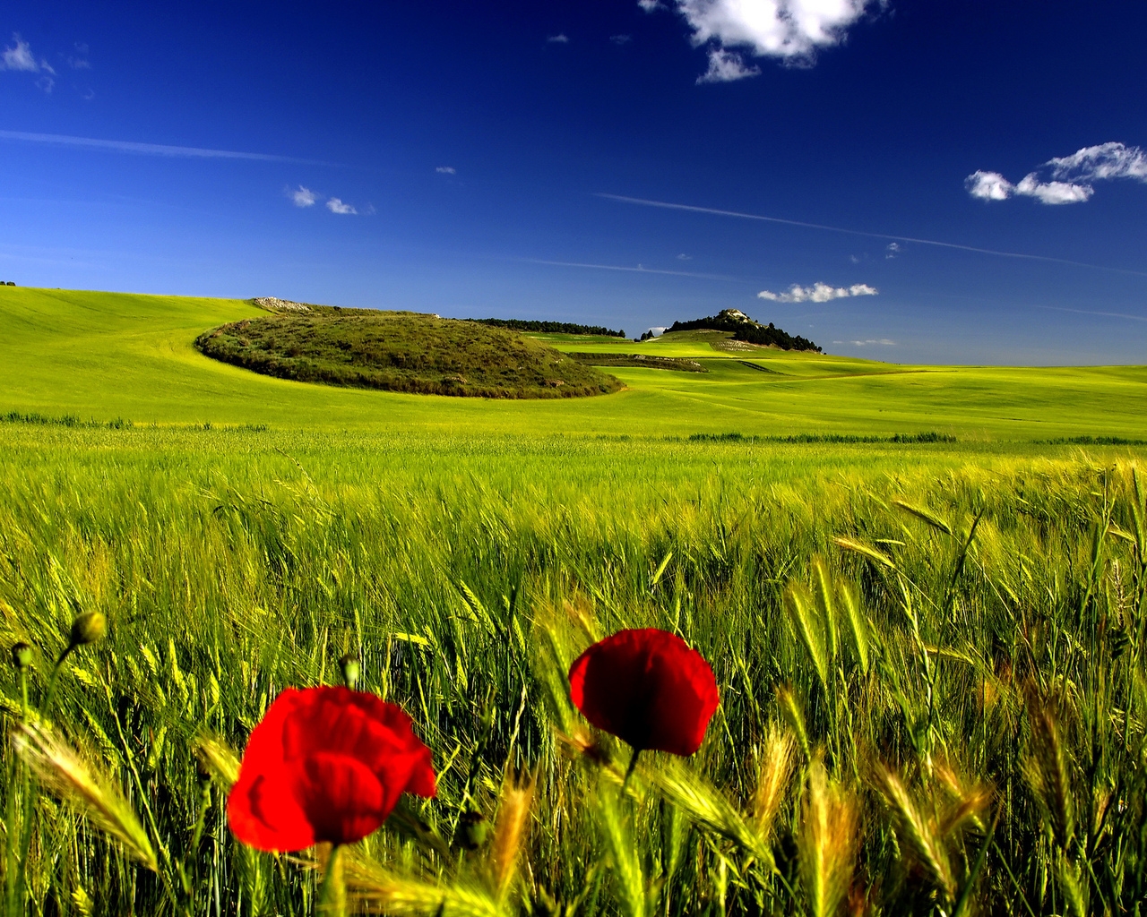 Stunning Green Landscape for 1280 x 1024 resolution
