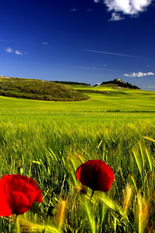 Stunning Green Landscape for 320 x 480 iPhone resolution