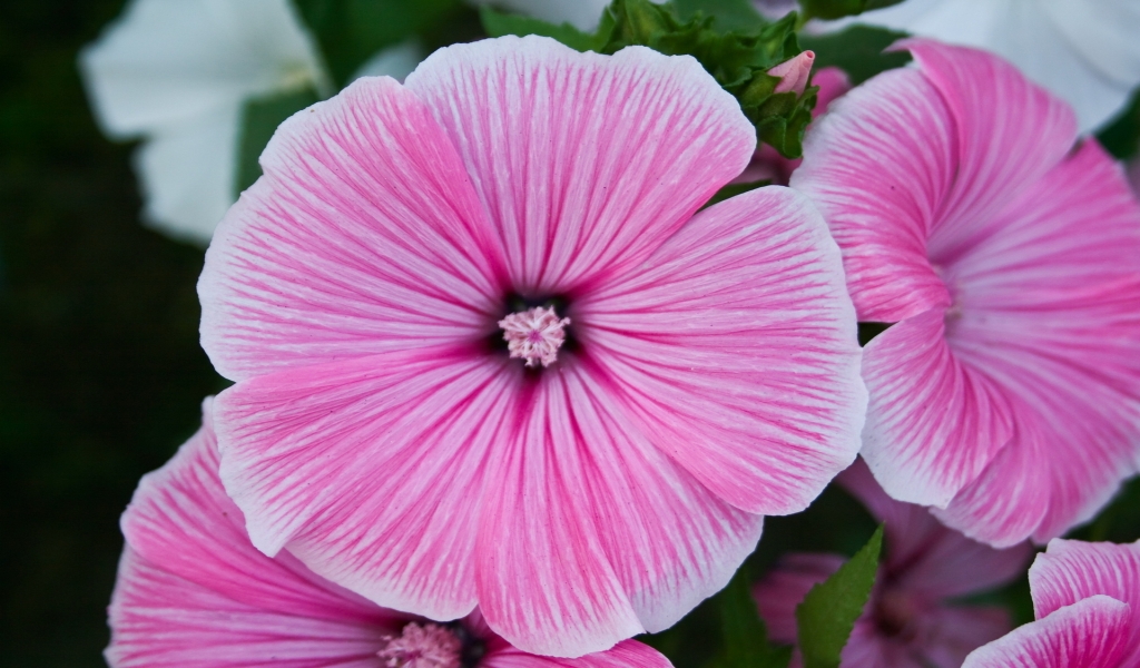 Summer Purple Flower for 1024 x 600 widescreen resolution