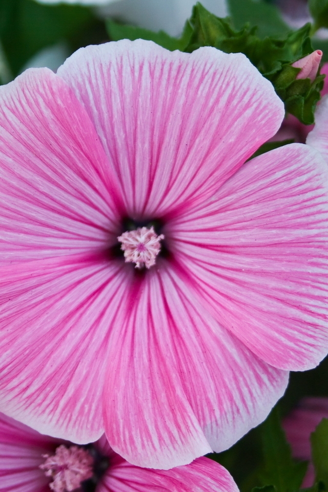 Summer Purple Flower for 640 x 960 iPhone 4 resolution