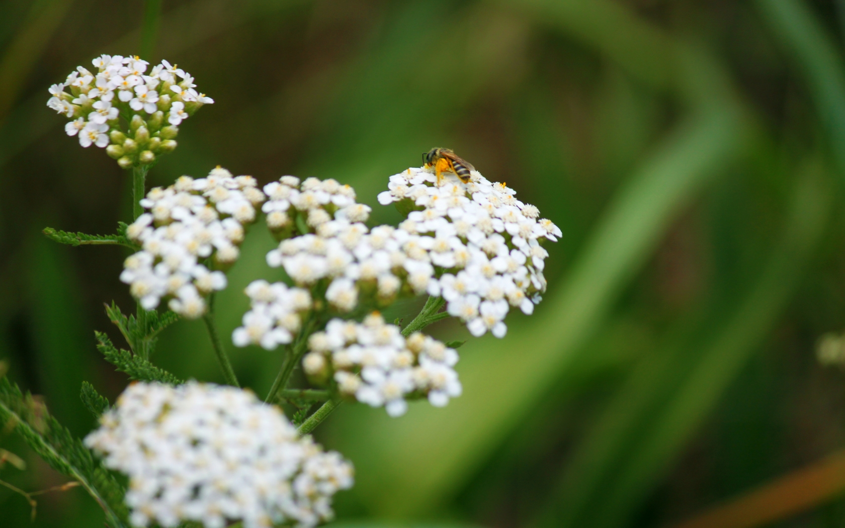 Summer Rising for 1680 x 1050 widescreen resolution