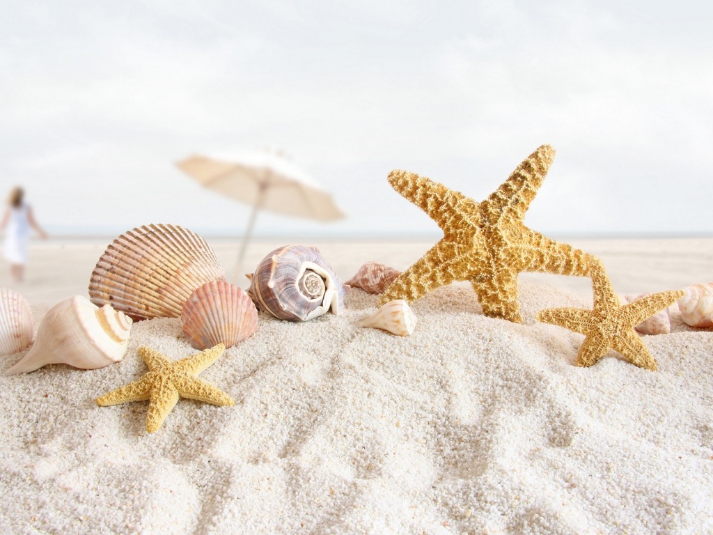 Summer Sea Shells for 1024 x 768 resolution