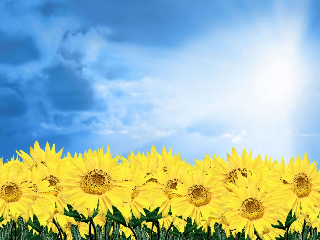 Summer Sunflowers for 1024 x 768 resolution