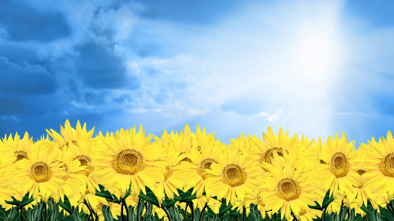 Summer Sunflowers for 1280 x 720 HDTV 720p resolution