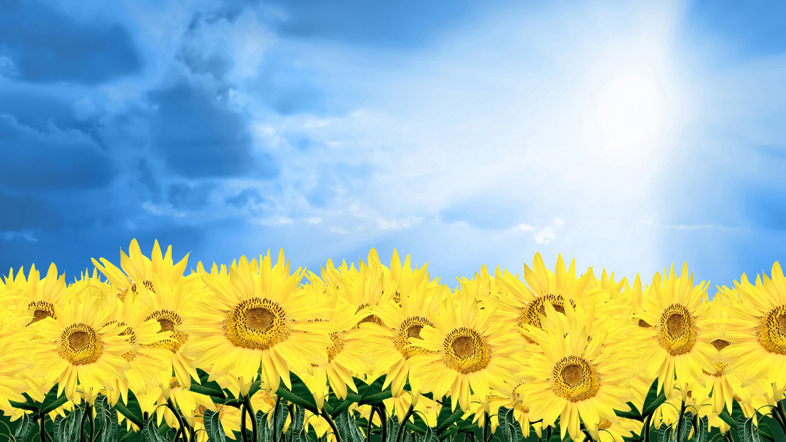 Summer Sunflowers for 2560x1440 HDTV resolution