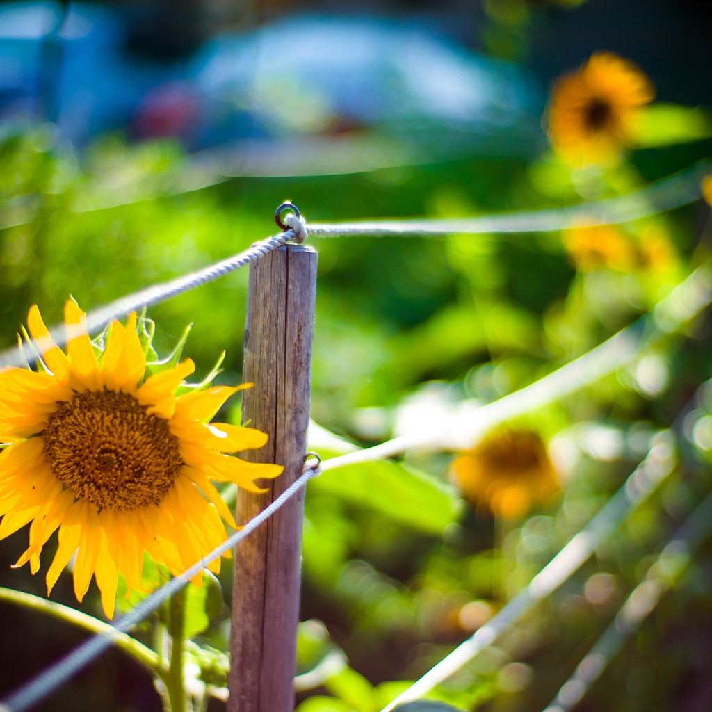 Sunflower Garden for 1024 x 1024 iPad resolution