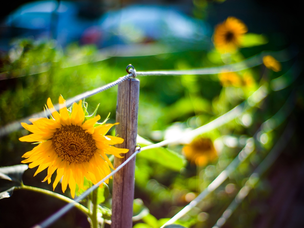 Sunflower Garden for 1024 x 768 resolution