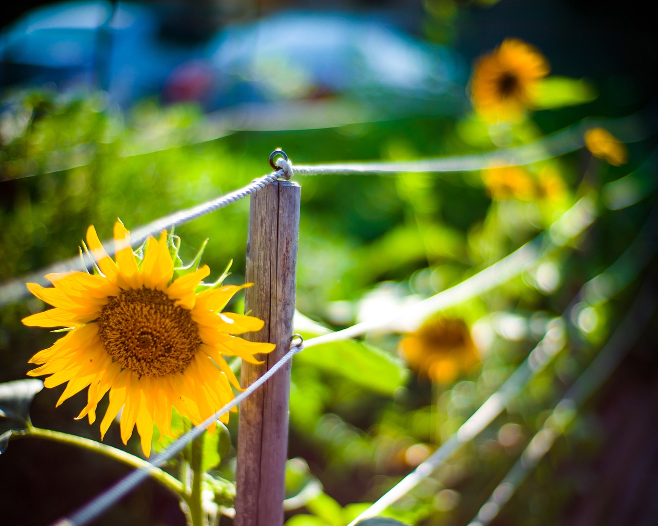 Sunflower Garden for 1280 x 1024 resolution