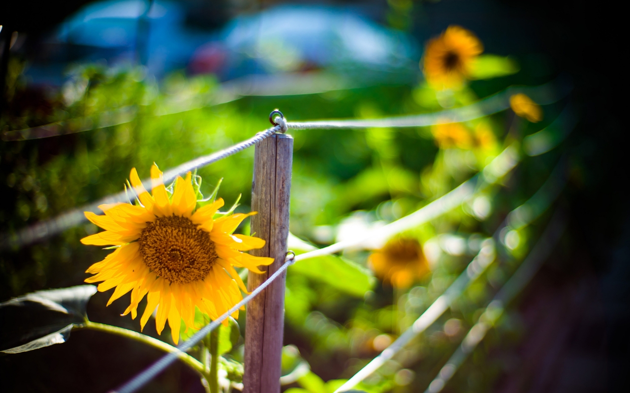 Sunflower Garden for 1280 x 800 widescreen resolution