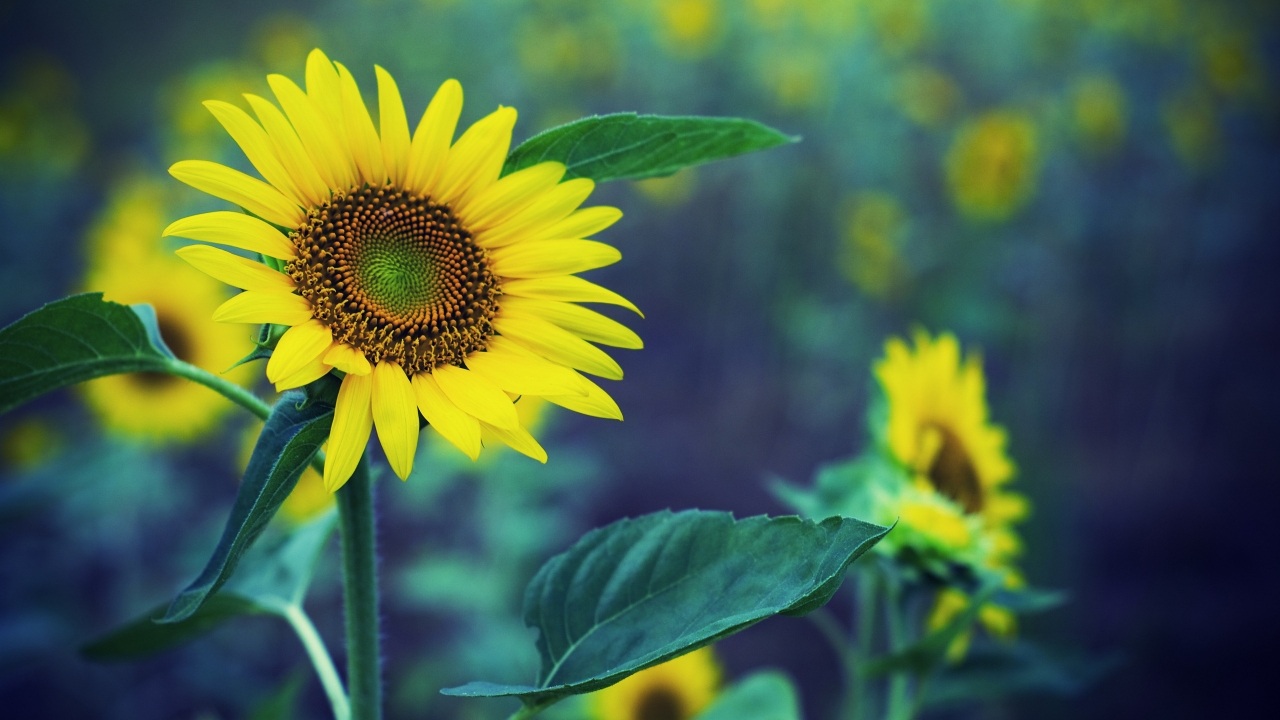 Sunflower HDR for 1280 x 720 HDTV 720p resolution