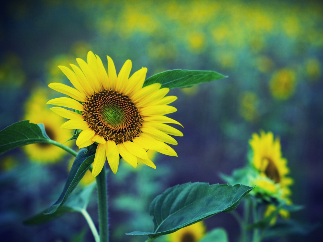 Sunflower HDR for 1280 x 960 resolution