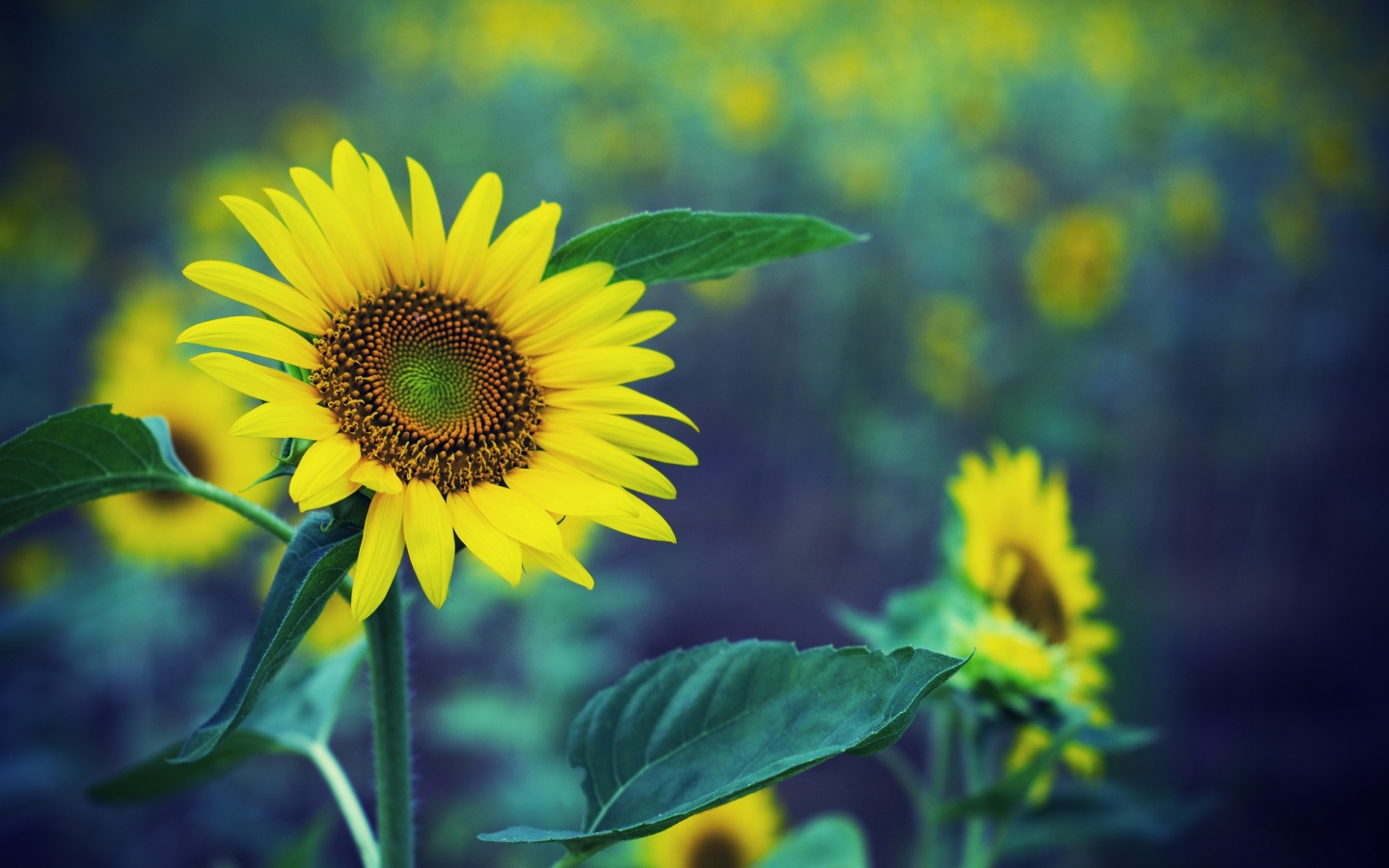 Sunflower HDR for 1440 x 900 widescreen resolution
