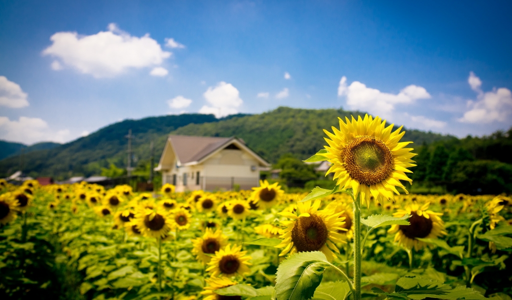 Sunflower Land for 1024 x 600 widescreen resolution