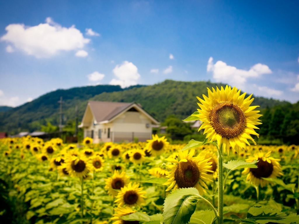 Sunflower Land for 1024 x 768 resolution