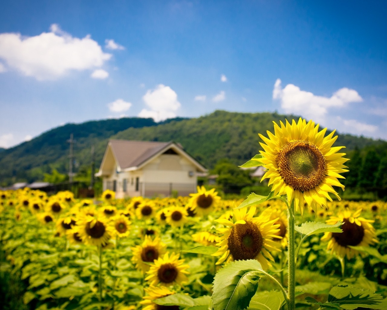 Sunflower Land for 1280 x 1024 resolution