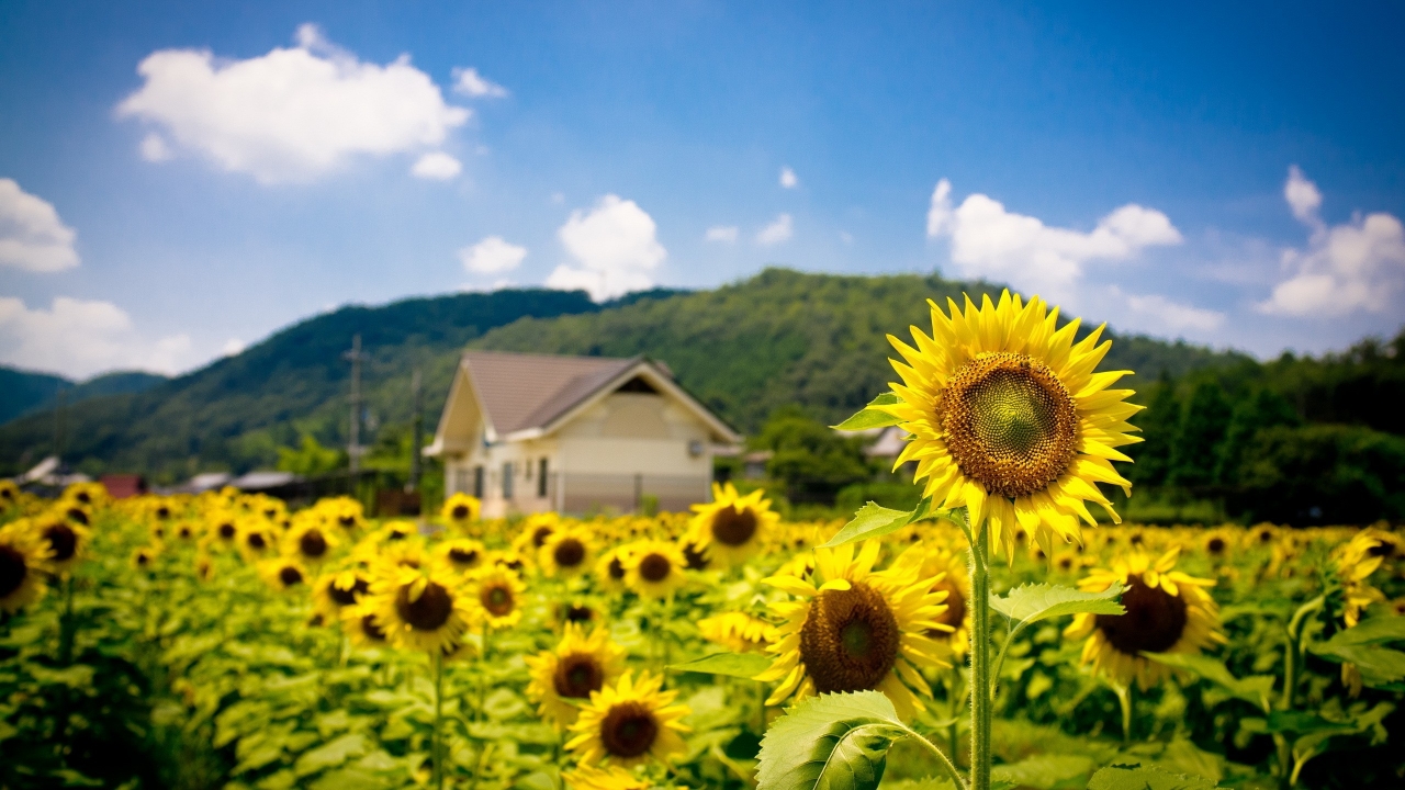 Sunflower Land for 1280 x 720 HDTV 720p resolution