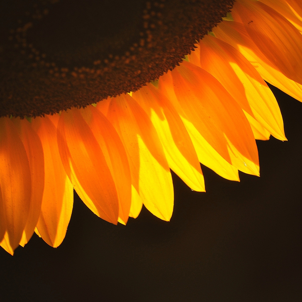 Sunflower Petals for 1024 x 1024 iPad resolution