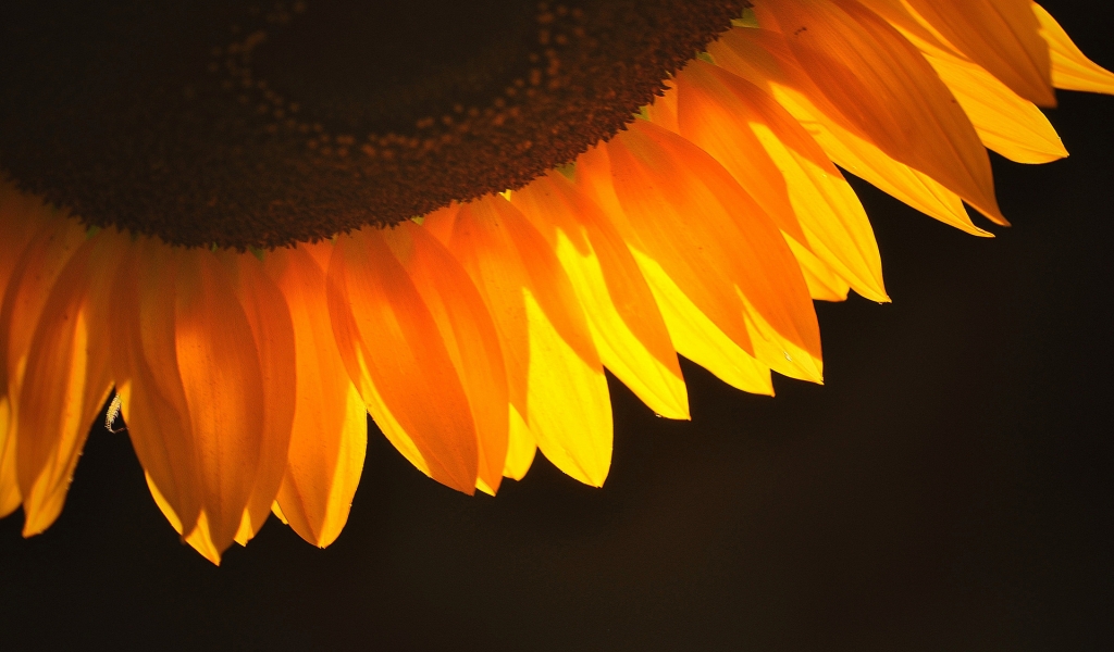 Sunflower Petals for 1024 x 600 widescreen resolution