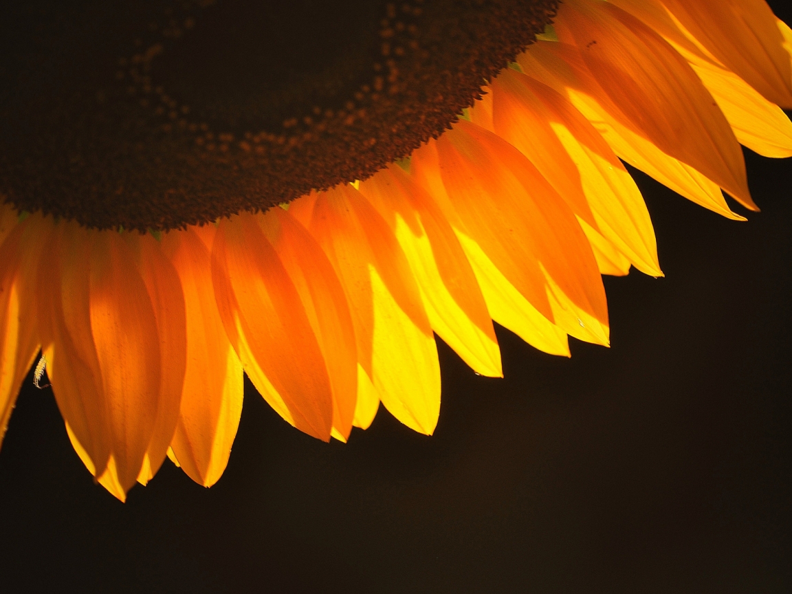 Sunflower Petals for 1152 x 864 resolution