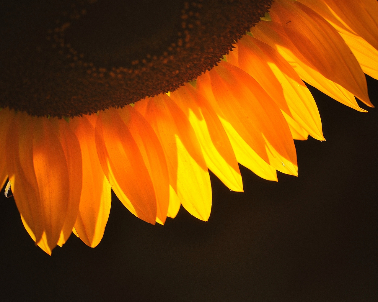 Sunflower Petals for 1280 x 1024 resolution