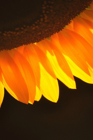 Sunflower Petals for 320 x 480 iPhone resolution