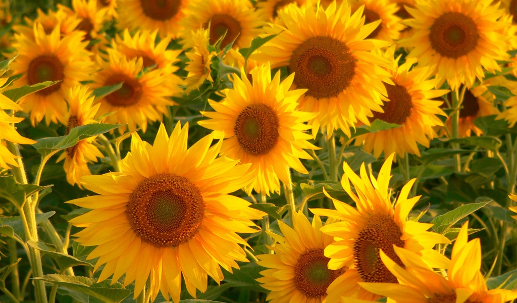 Sunflowers for 1024 x 600 widescreen resolution