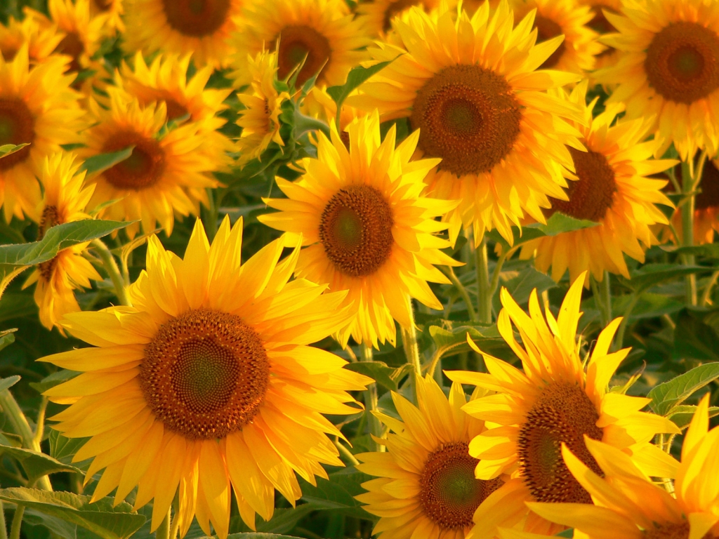 Sunflowers for 1024 x 768 resolution