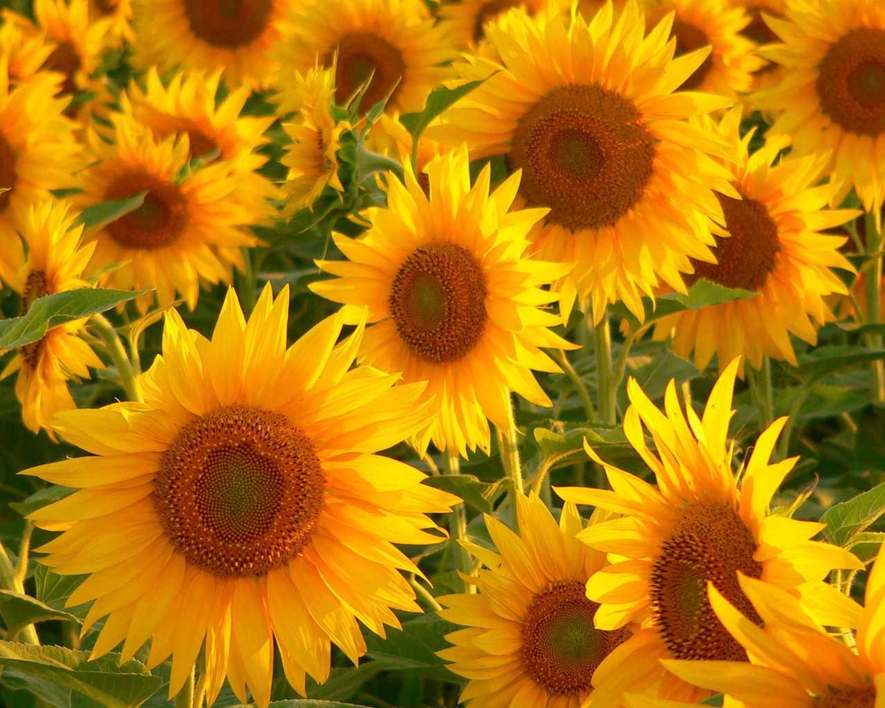 Sunflowers for 1280 x 1024 resolution