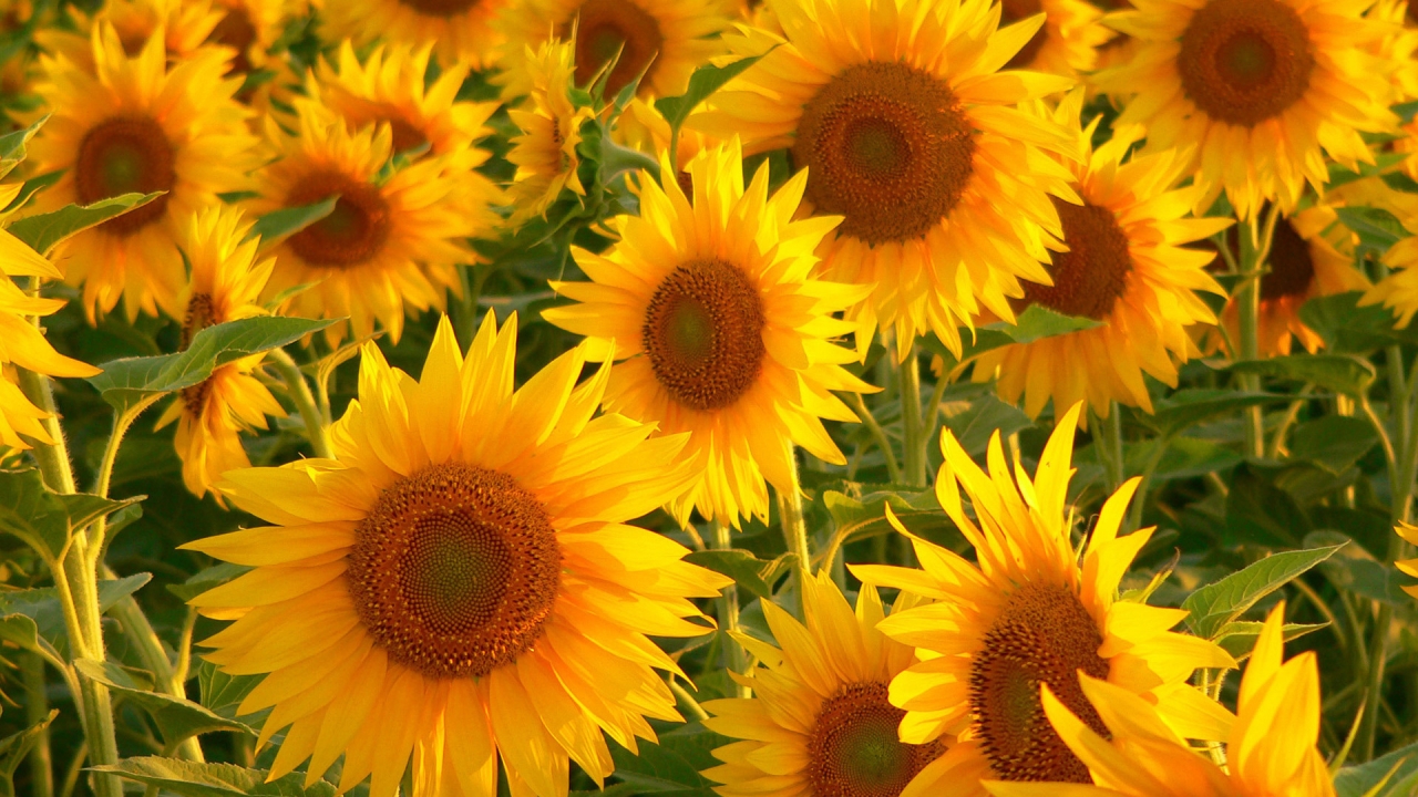 Sunflowers for 1280 x 720 HDTV 720p resolution