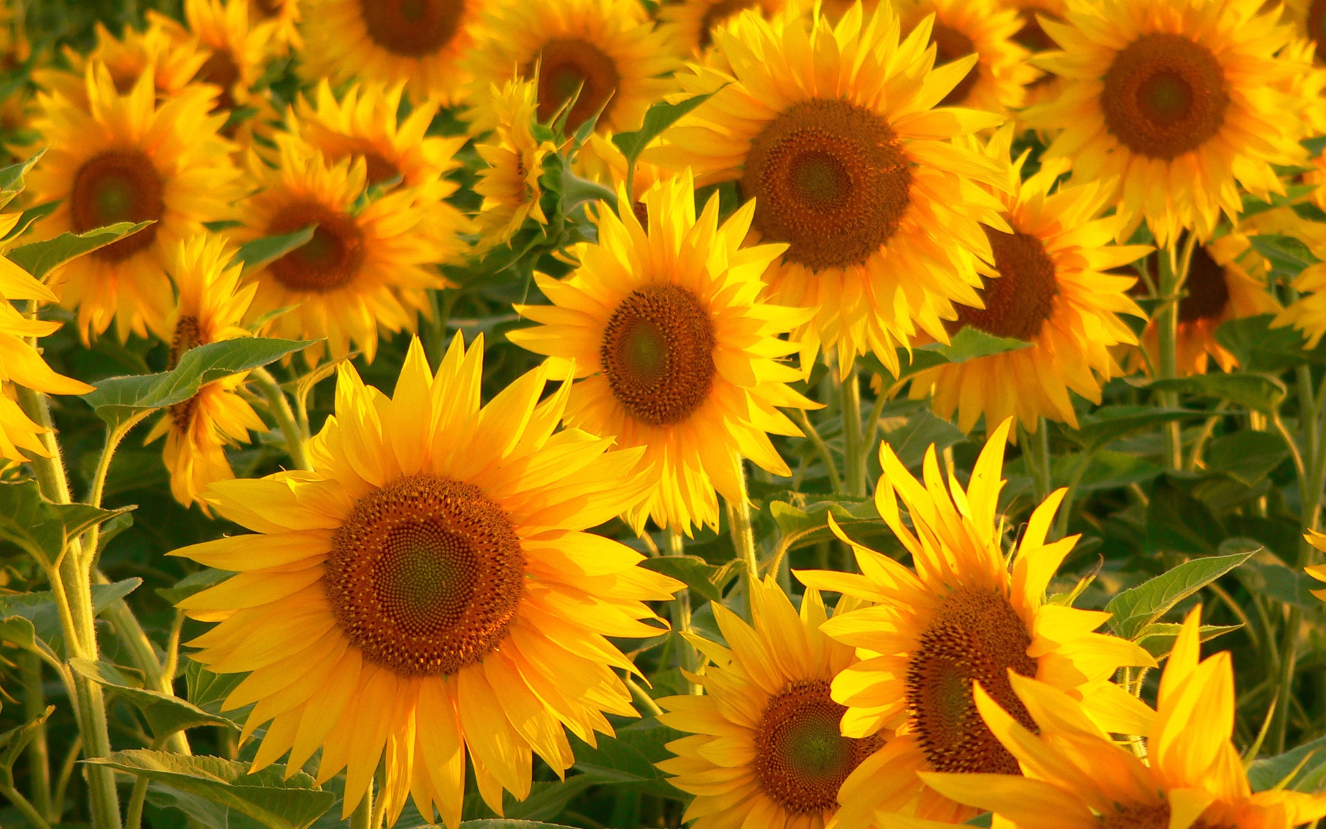 Sunflowers for 1920 x 1200 widescreen resolution