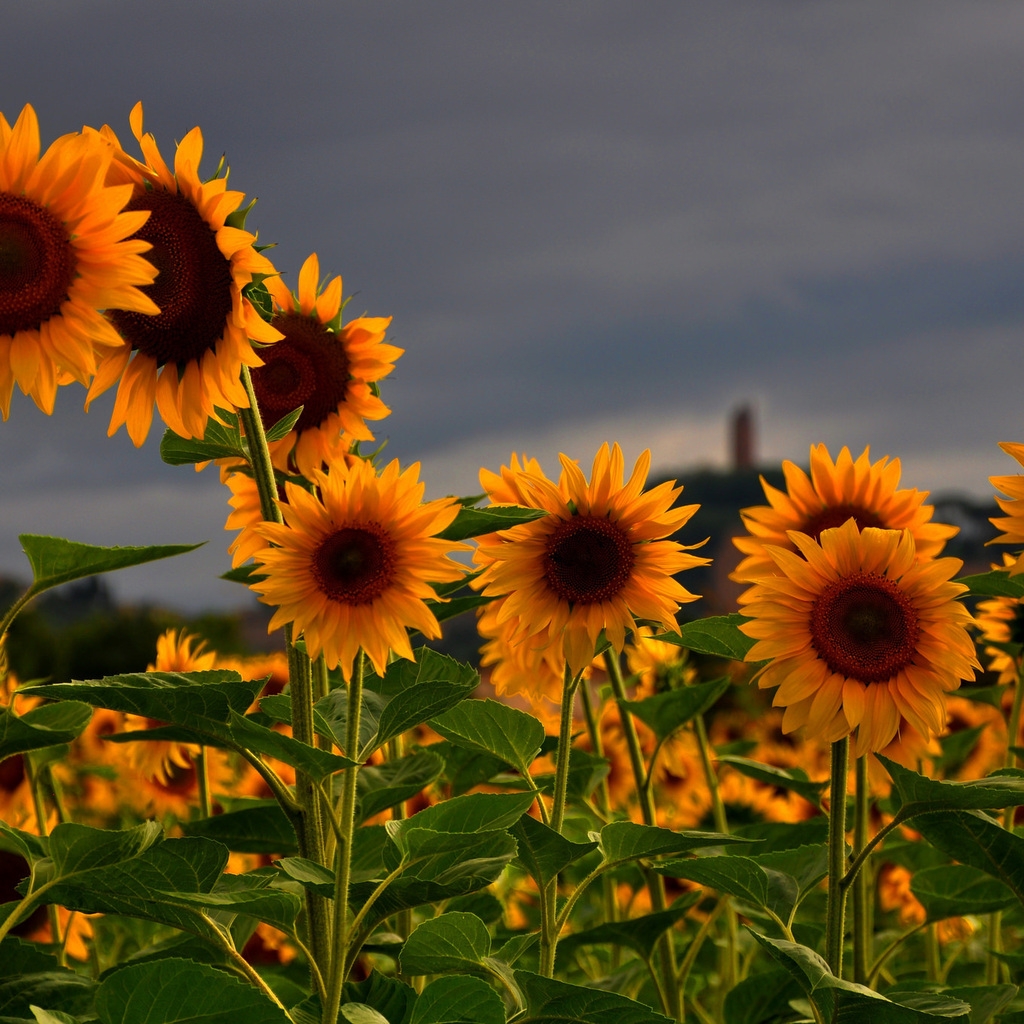 Sunflowers Field for 1024 x 1024 iPad resolution