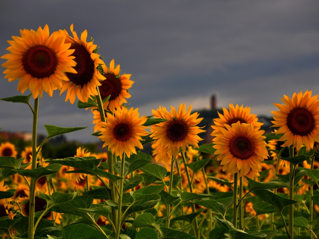 Sunflowers Field for 1024 x 768 resolution