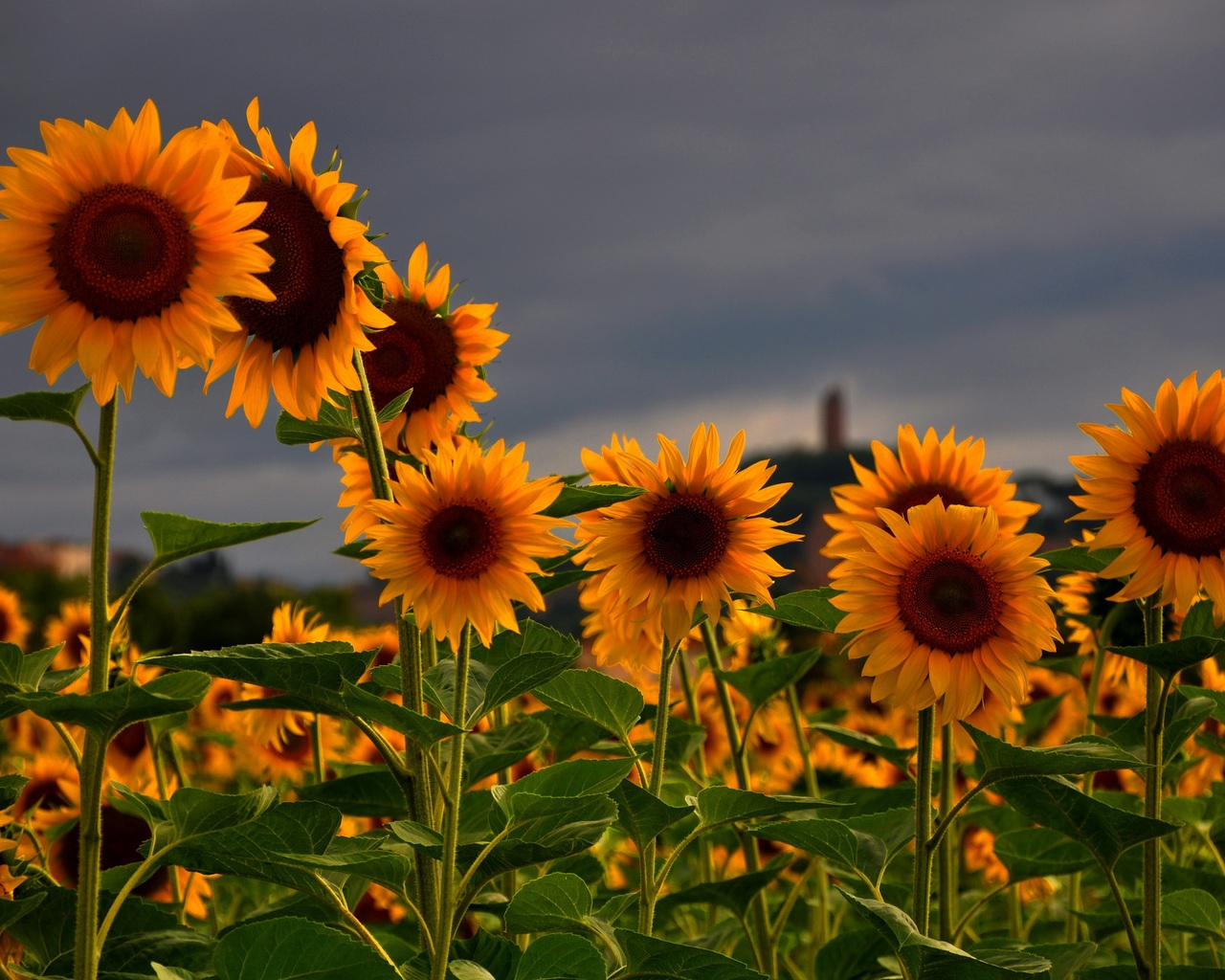 Sunflowers Field for 1280 x 1024 resolution