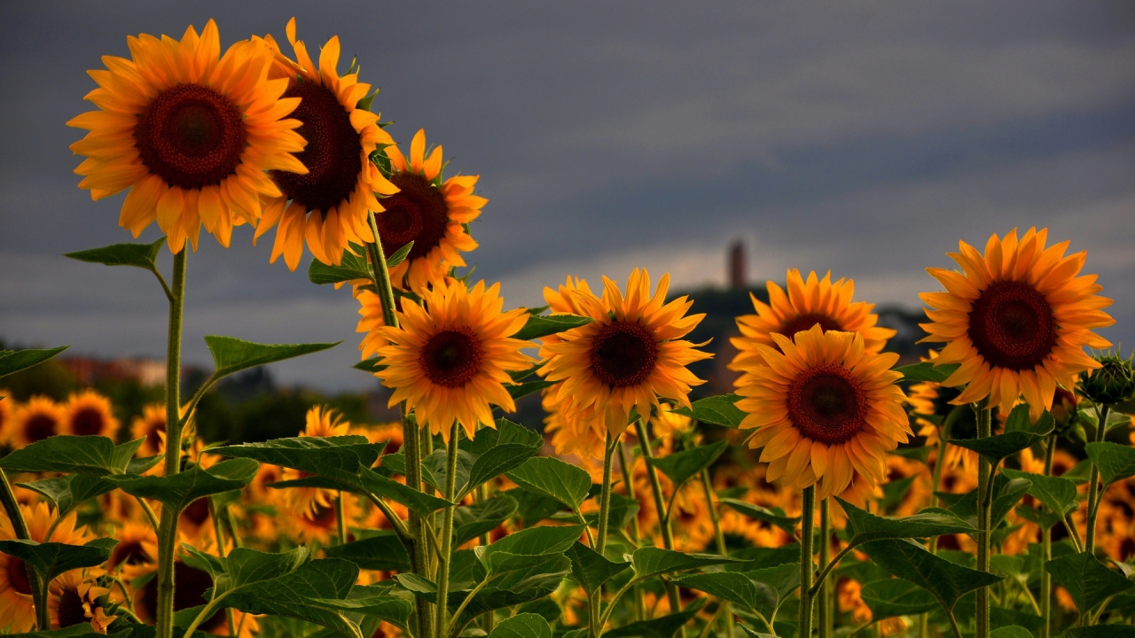 Sunflowers Field for 1280 x 720 HDTV 720p resolution