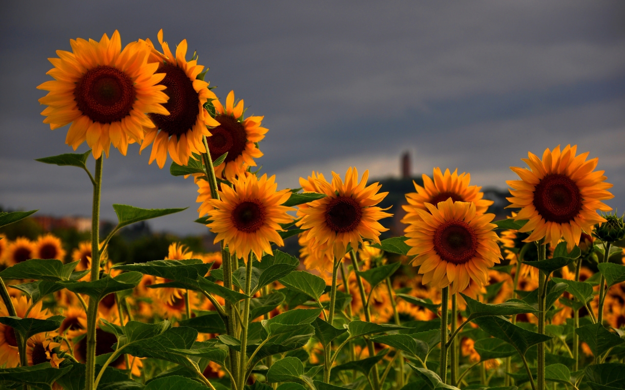 Sunflowers Field for 1280 x 800 widescreen resolution