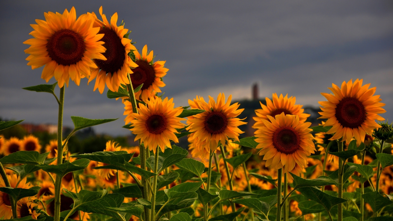 Sunflowers Field for 1366 x 768 HDTV resolution