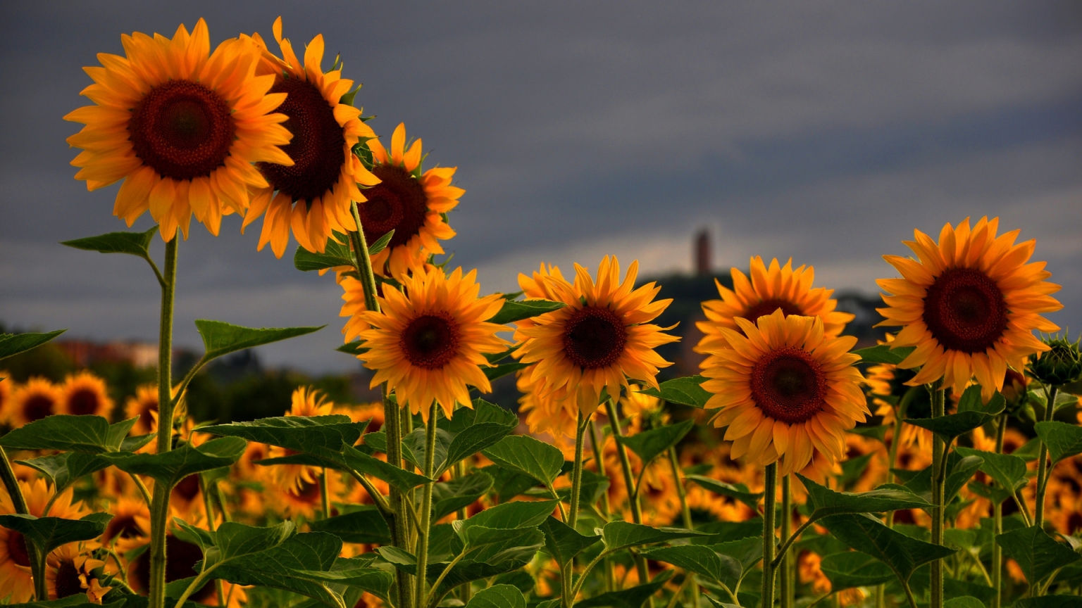 Sunflowers Field for 1536 x 864 HDTV resolution