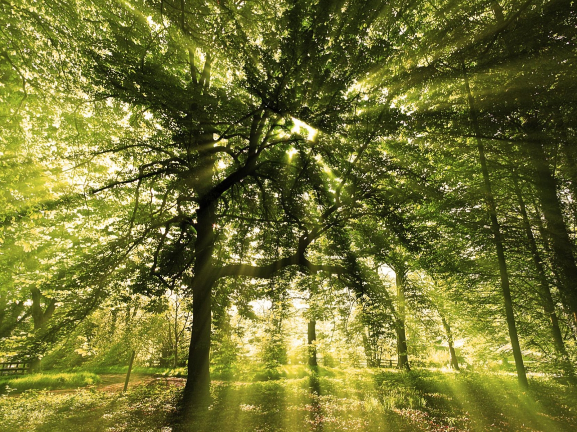 Sunny Forest for 1152 x 864 resolution