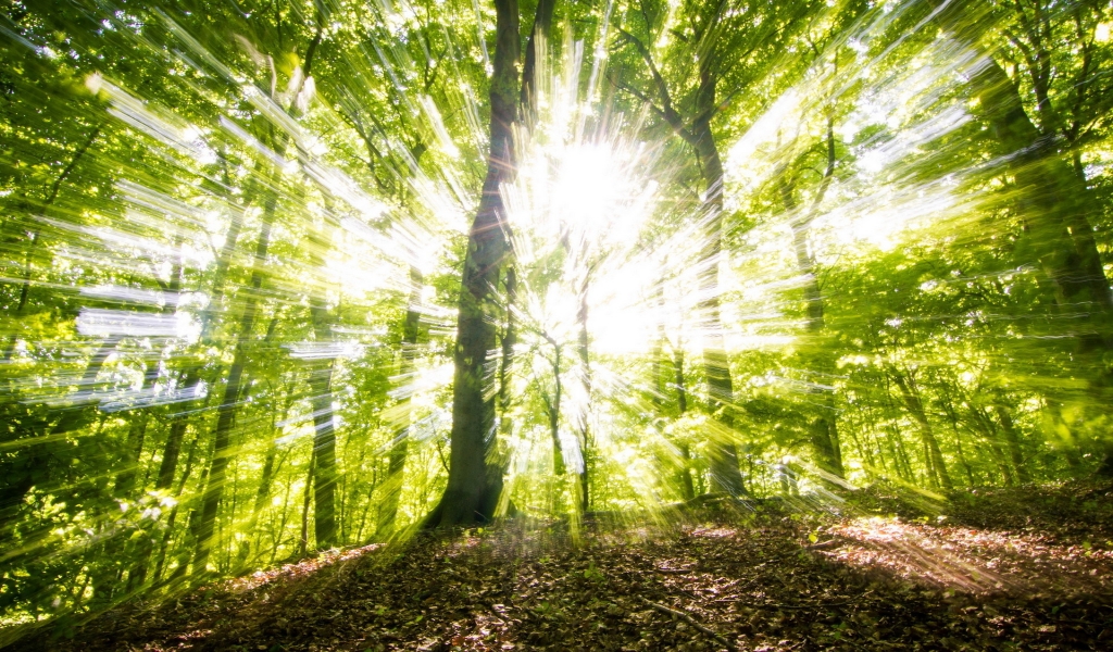 Sunny Green Forest for 1024 x 600 widescreen resolution