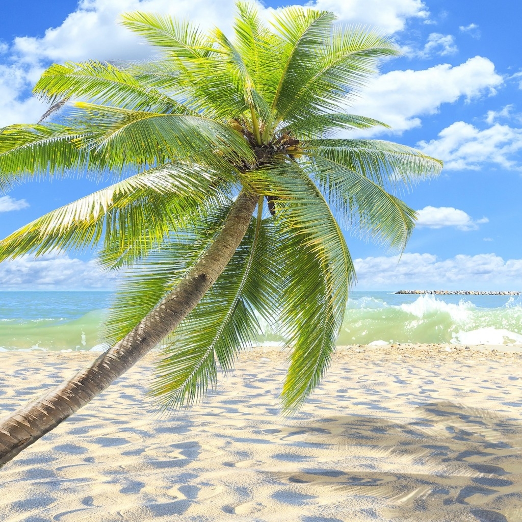 Sunny Tropical Beach  for 1024 x 1024 iPad resolution