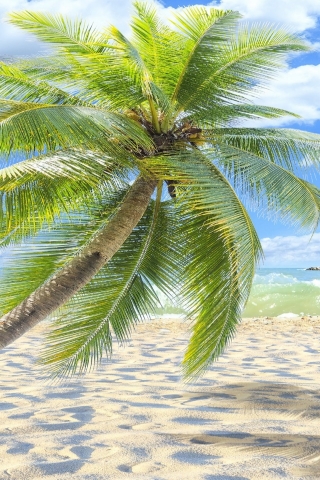 Sunny Tropical Beach  for 320 x 480 iPhone resolution