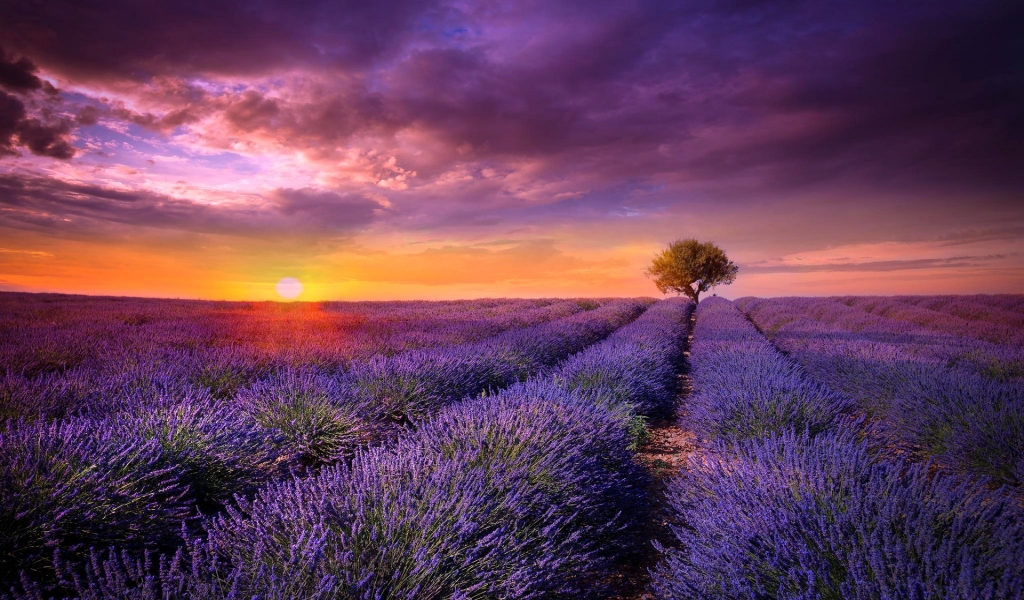 Sunrise Over the Flower Field for 1024 x 600 widescreen resolution