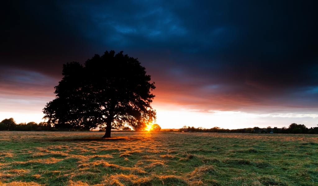 Sunset Behind the Tree for 1024 x 600 widescreen resolution