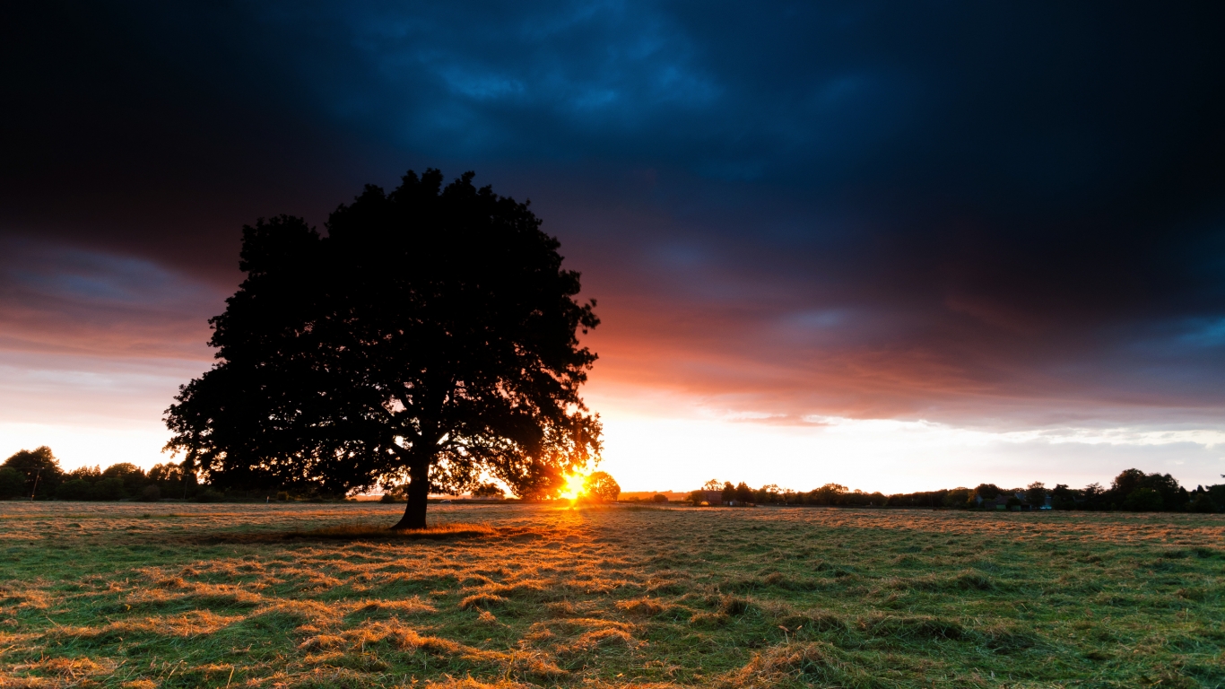 Sunset Behind the Tree for 1366 x 768 HDTV resolution
