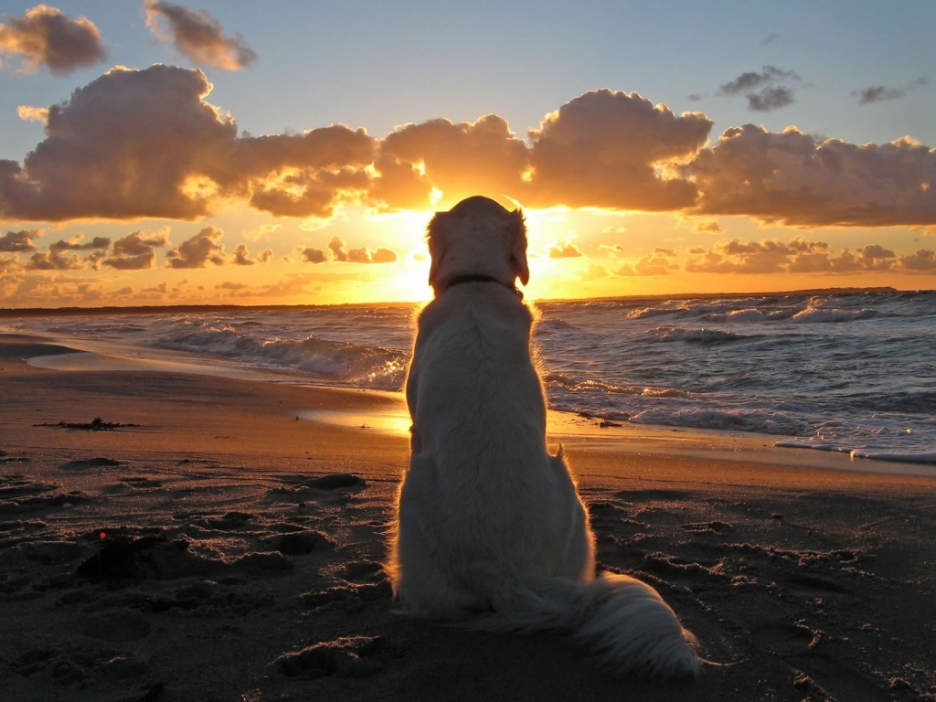 Sunset with Dog for 1024 x 768 resolution