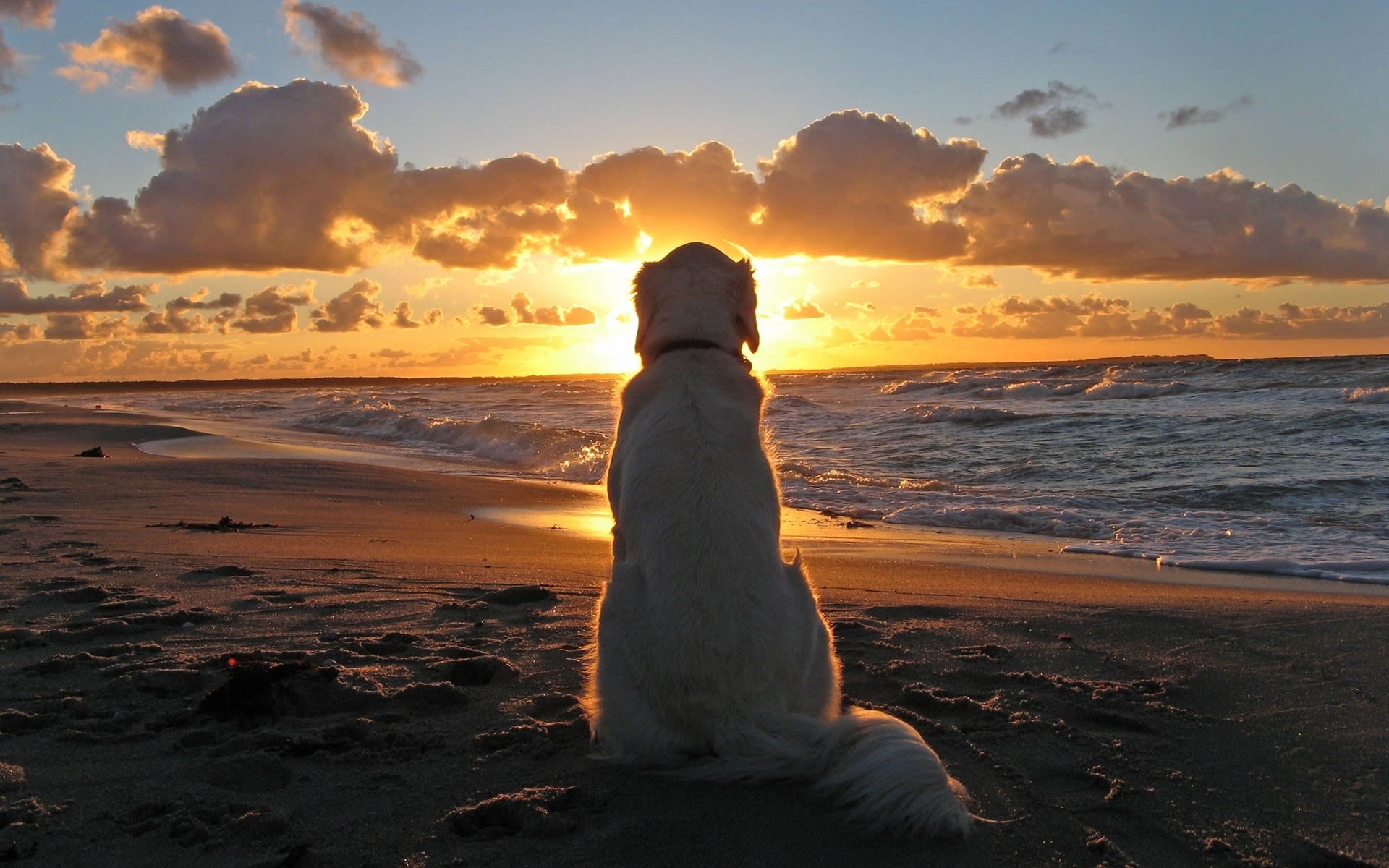 Sunset with Dog for 1920 x 1200 widescreen resolution